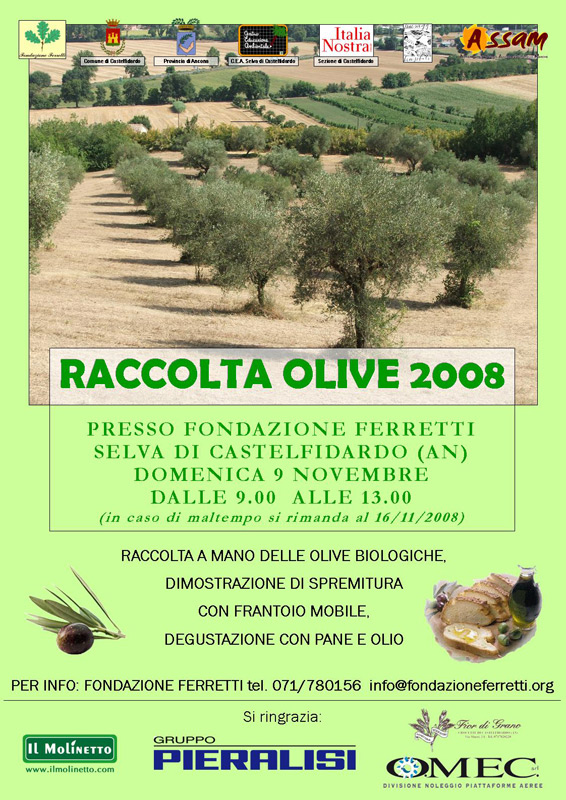 Raccolta olive con la fondazione Ferretti